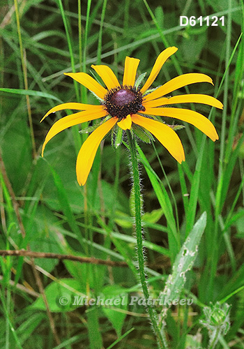 Rudbeckia hirta (Black-eyed Susan)